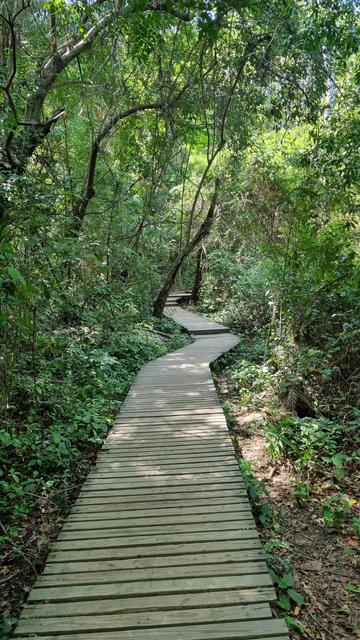 A wooden path leads into a forested jungle, curving then disappearing into the vegetation in the distance. Scary.