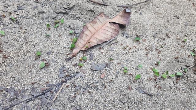A colony of ants are moving small pieces of leaves on a dirty floor.