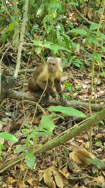 A small monkey stares in front of itself, standing on a piece of wood in a jungle floor.
