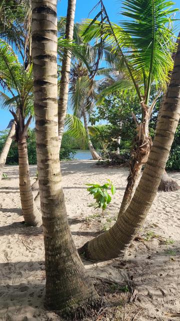 Palm trees pop from the sand, the sea can be seen in the background, the sky is a pure blue.
