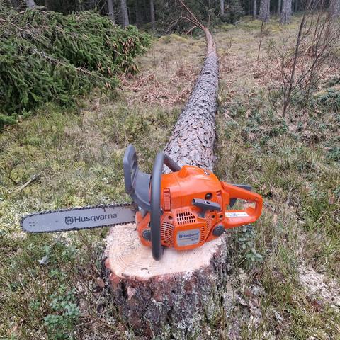 En motorsåg av märket Husqvarna på en tallstubbe, själva stammen ligger på backen bort från kameran.  Det är gles skog och lite ris.
