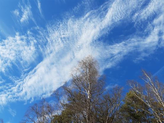 Blauer Himmel mit weißer Wolkenformation und Birkenwipfel.