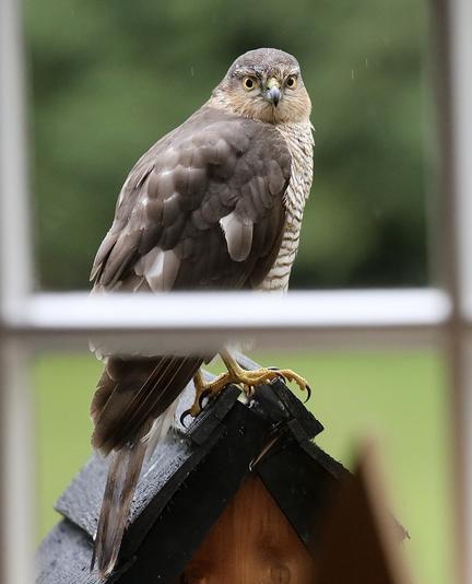 I took this photo through a window of a Sparrow Hawk sitting quite comfortably on top of a bird house looking at me.