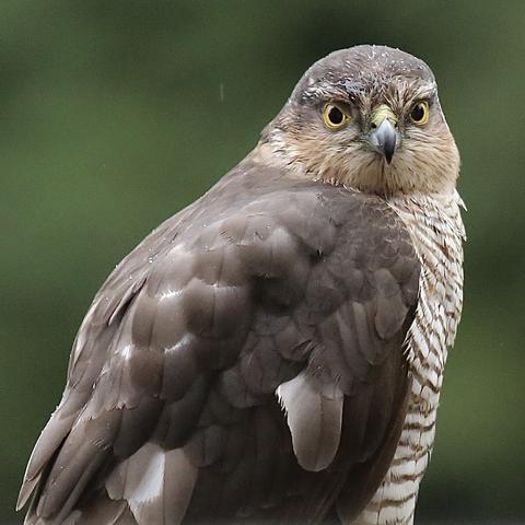 Same photo of the Sparrow Hawk enlarged.
A beautiful bird. Deadly to other birds.
If I step in the garden and all is quiet and no birds around, it means he is there somewhere.....
