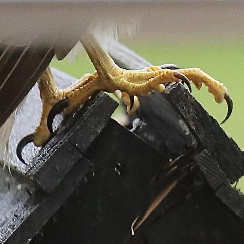 This is a closeup of the terrifying talons of a Sparrow Hawk.
Bright yellow skin and the Talons look like moon shaped daggers