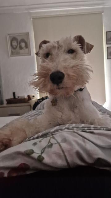 a fox terrier from the point of view of someone lying in bed with a fox terrier lying on their chest staring at them