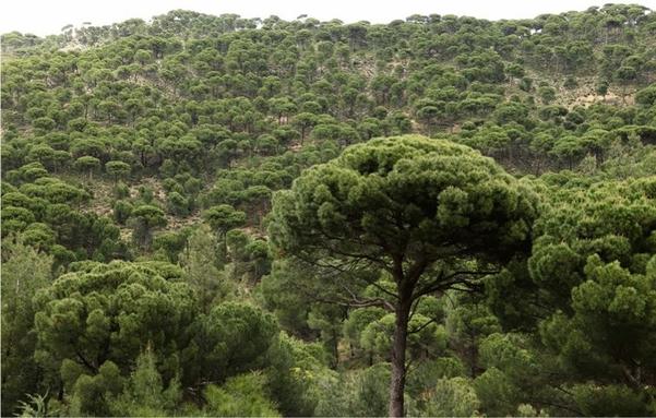 Photo of a Pinus-pinea-dominated-stand-on-a-slope-in-the-Bergama-Kozak-region, Turkey