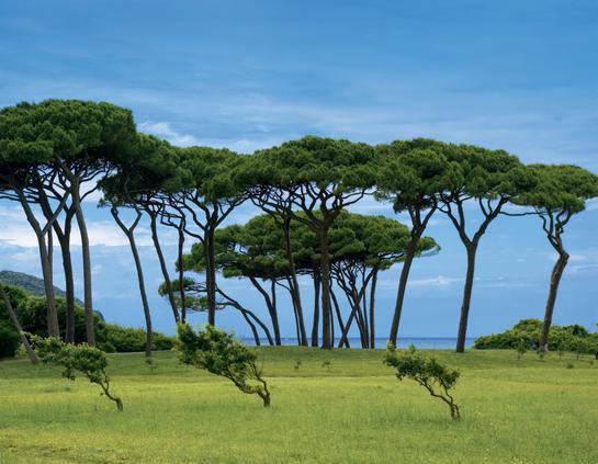a group of PinusPinea Umbrella-Pine-or-Stone-Pines