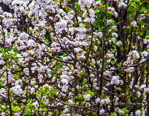 This is a photo of hundreds of white flowers of a Bradford pear tree (Pyrus calleryana). It is blooming at a neighbor's house. Spring is only nine days away.

 Imagine standing in a serene garden on a warm spring day. The air is filled with a delicate fragrance, and as you reach out, your fingers brush against soft petals. The tree or shrub before you is adorned with countless white blossoms, like tiny stars clustered together. Among the blossoms, fresh green leaves are unfurling, their vibrant color contrasting beautifully with the white. It’s a moment of renewal, of life awakening after the quiet of winter.