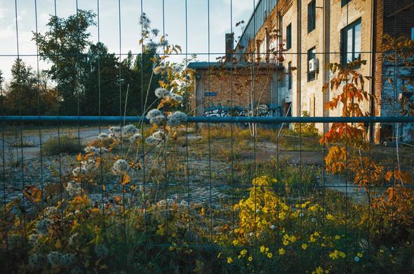 Different types of flowers and plants beyond a fence in an abandoned post-industrial space