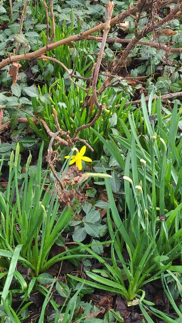A yellow flower in the middle of green leaves
