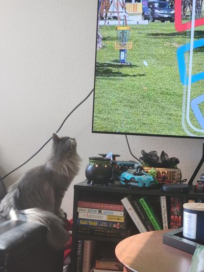 A Grey long-haired cat sits in a footrest and stares intently at a TV where a disc golf basket is visible.