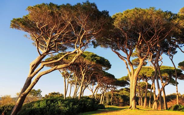 pine trees in group at sunset