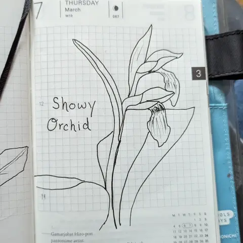 A pen and ink drawing of a showy orchid