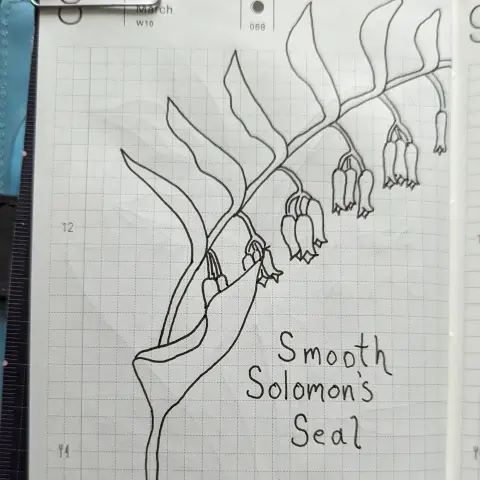 A pen and ink drawing of a smooth Solomon's seal