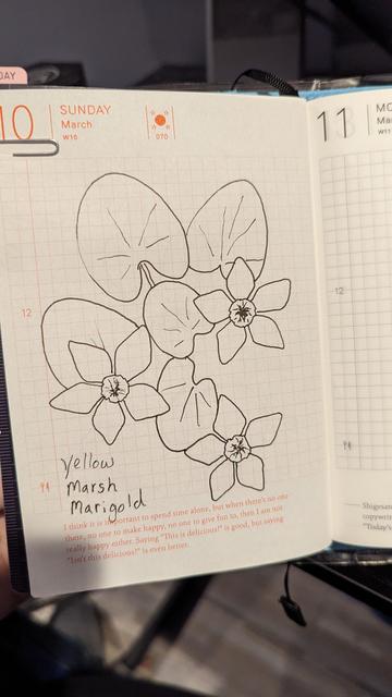A pen and ink drawing of a yellow marsh marigold