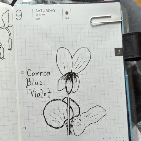 A pen and ink drawing of a common blue violet