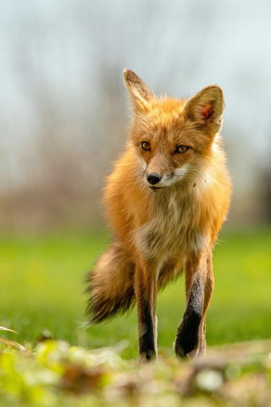 A red fox standing in a grassy field with a blurred background.