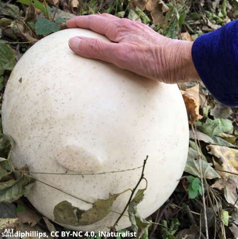 puffball