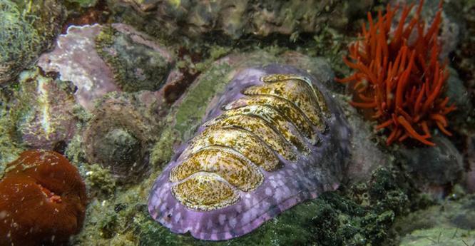 underwater photo of a chiton - a small flat mollusk with a segmented shell