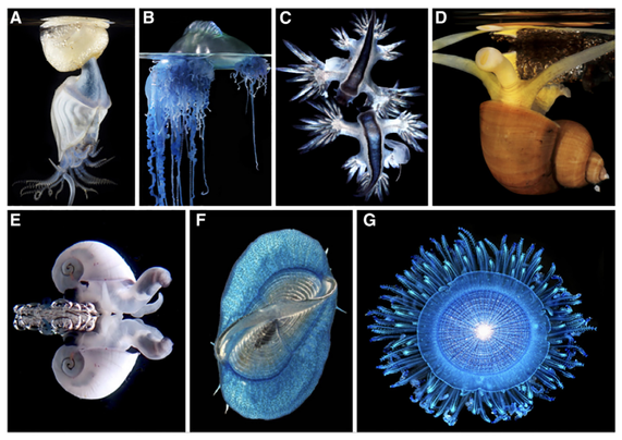 photos of various small oceanic invertebrate animals that live at water surface