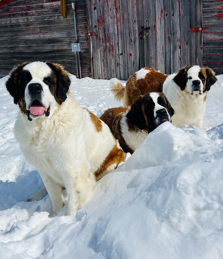 Three Saint Bernards in deep snow.