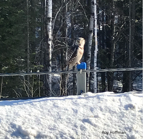 This roadside Northern Hawk Owl surprised Roy and ... Roy might have surprised the owl.  They happened upon each other about 5 km outside of a northern Ontario community.