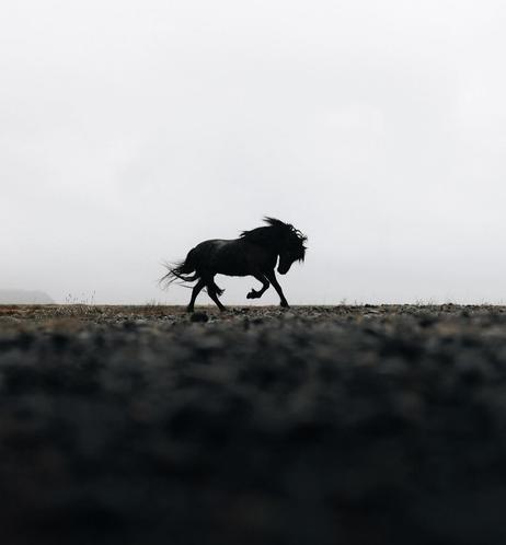 Photography. A color photo of a black horse in a dark landscape. Taken from the ground against a bright sky, the photo almost looks like a black and white shot. With its smooth coat shimmering in the light, the black Icelandic horse trots across a dark grassy landscape while its flowing mane moves in the wind. A minimalist photo with a beautiful animal.
Info: The horse is a magnificent black Icelandic horse called Skuggi. Þórsmörk is located in the southern highlands of Iceland between the mountain glaciers Tindfjallajökull and the famous Eyjafjallajökull. Þórsmörk was named after the Norse god Thor.