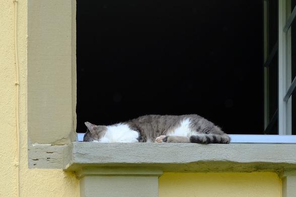 A tabby-and-white cat sleeps on the windowsill of an open window. Behind the cat is a dark room.