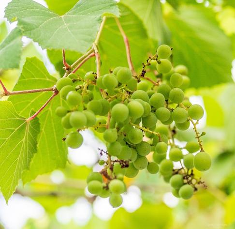 A bunch of green grapes growing on a grapevine backlit by the sun.
