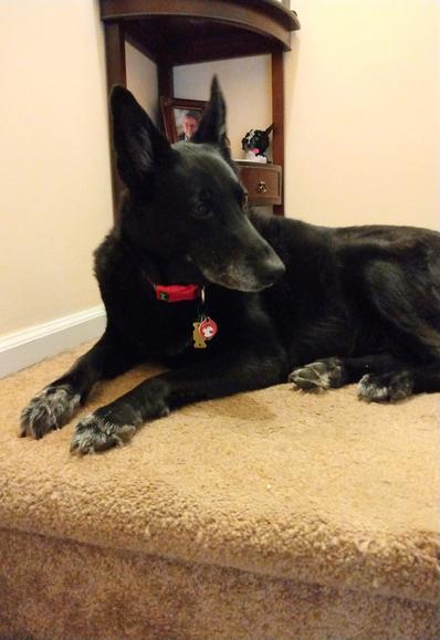 A big black German Shepherd mix dog is lying on a carpeted landing on a stairway.  Behind her is a display table.  She is looking towards the right.  She has greyish-white boots on each of her four feet and grey around her muzzle.