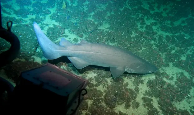 underwater photo of a shark near the sea floor