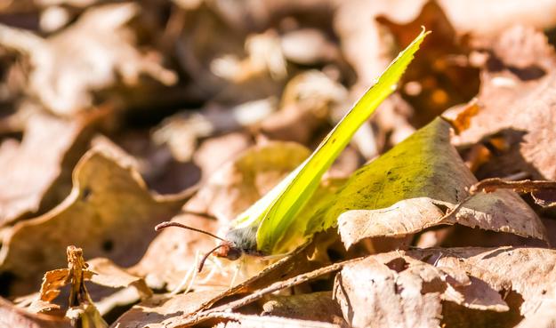 Gefaltete Zitrone