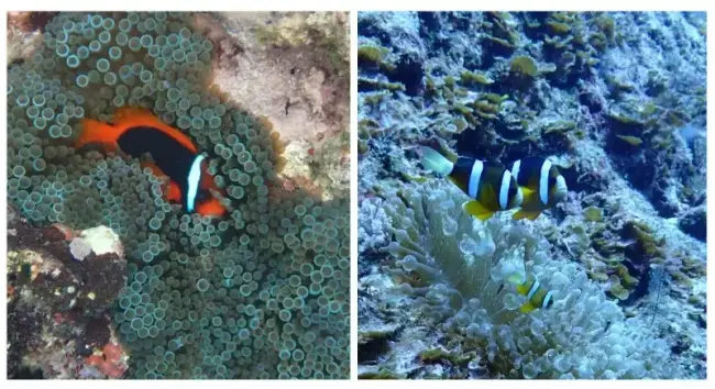 Photos of 2 different species of anemonefish and sea anemones