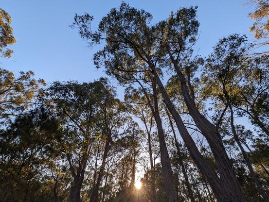 Morning sun rising behind tall eucalypt trees