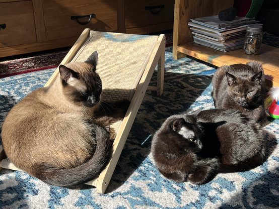 Three cats sitting in the sun