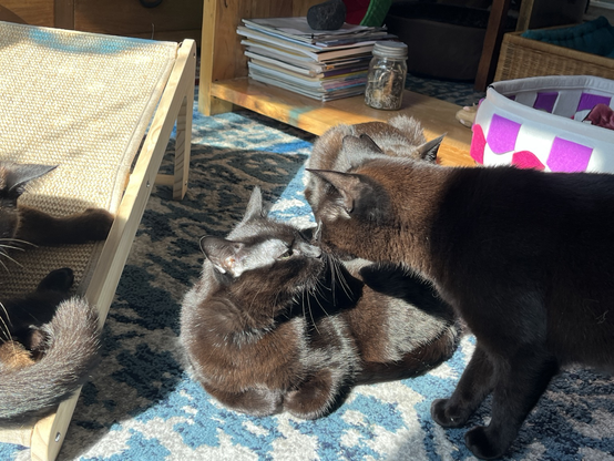 Three cats sitting in the sun  and one cat touching noses with another