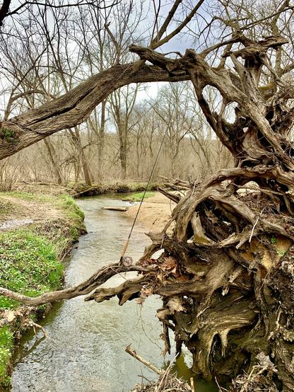 A fly rod is on a root branch of a big fallen tree. A small stream is seen through the opening of root branches. The left bank has some green grass. The right bank has sandy areas. Stream is still muddy due to the rain the day before. Tall leafless trees are standing in the back.