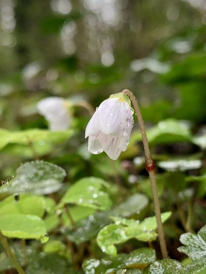 Wood Sorrel flowering in the woodland