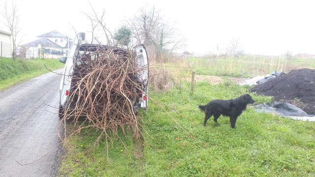 Branches de mûrier chargées dans le coffre du kangoo, les portières arrières sont restées ouvertes. À droite notre chien Lasai (prononcer "Lachaïe", ça veut dire " tranquille" en basque) inspecte le tas de compost.