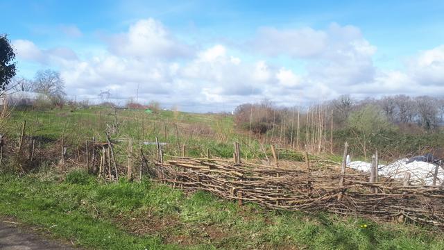 La clôture en branches plessées protège les boutures de saules qui sont derrière contre les attaques de l'épareuse municipale. A droite le truc blanc est un bout de bâche qui protège l'arrière du tas de compost.