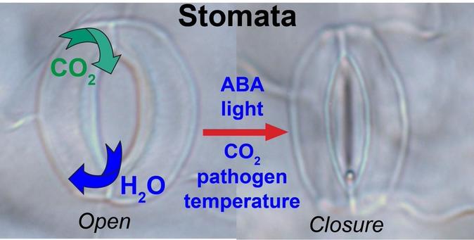 Model superimposed on images of open and closed stomata, showing how carbon dioxide and water vapor pass through the open stomata and various environmental factors, specifically abscisic acid, light, carbon dioxide, pathogens, and temperature, promote stomatal closure.