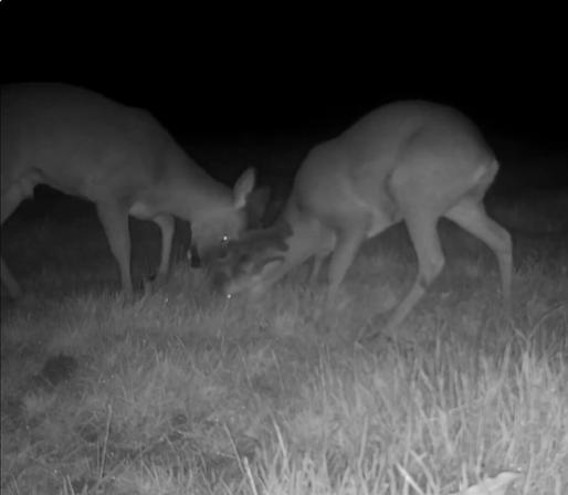 A still from my video of two young, male deer locking antlers in play-fight.