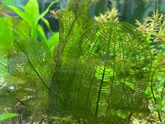 Closeup of Madagascar Lace plant showing open framework “leaf” structure.