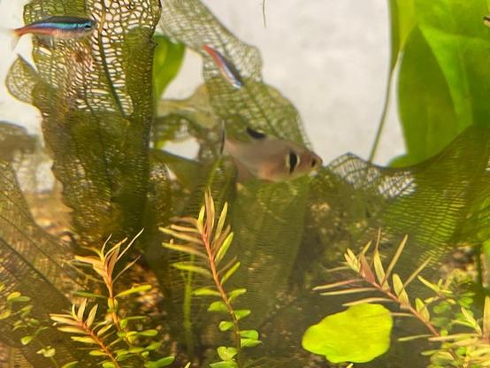 Tetras swim through forest of mixed aquatic plants from stem plants to swords to Madagascar Lace.

Stem plants showing nice transition to red tinted foliage…