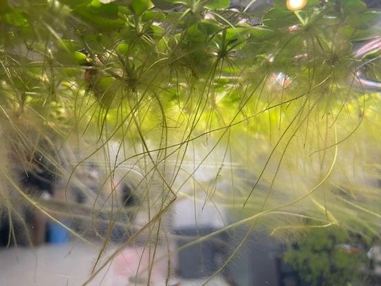 Dense root network of “Water Lettuce” aquatic floating plants jump start and amp up the nitrogen cycling in the aquarium