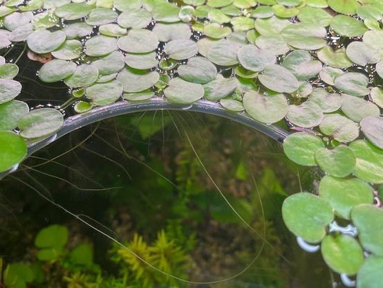 Top view of aquatic floating plants on aquarium surface, with windows created to allow light penetration to rooted aquarium plants.