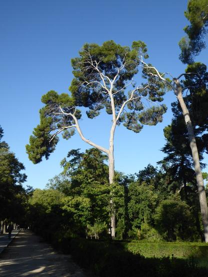 Old trees of Pinus halepensis can form a broadly domed, airy crown.
El Retiro Park, Madrid. September 2023. Image Brian Robertshaw.