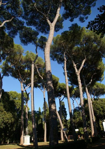 Pines of Rome, some of the famous Pinus pinea around the Villa Borghese (August 2011).
Image John Grimshaw