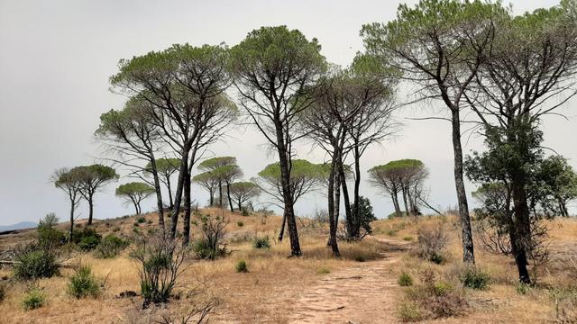 Pinus pinea forest in Réserve Naturelle Plaine des Maures, Provence, France. A year before this photograph was taken a wildfire swept through the forest, killing some trees but only singing the lower branches of many of the pines, leaving the crowns largely untouched.
2nd July 2022.
Image Tom Christian